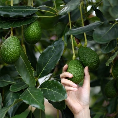 Woman's hands harvesting fresh ripe organic Hass Avocado