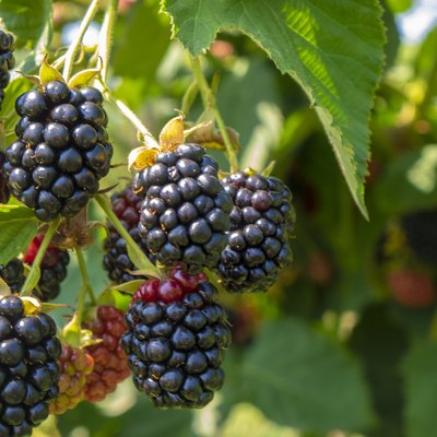 Blackberries ripening in a farm garden.