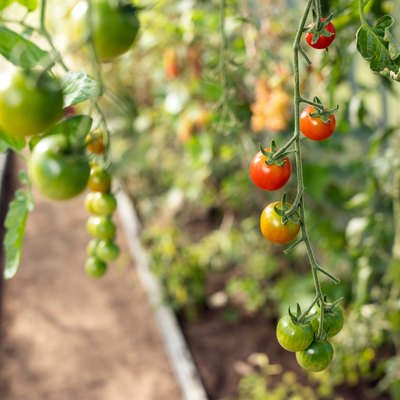 A branch with ripening reddish cherry tomatoes in a summery greenhouse in Estonia