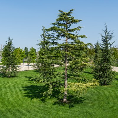 Beautiful Lebanon Cedar tree (Cedrus libani) with group of young lebanon cedars on lush green lawn in public landscape city Park Krasnodar or Galitsky Park in sunny autumn 2020