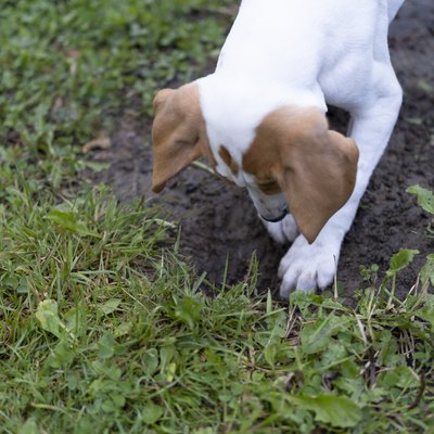 Puppy digging a hole in the lawn.