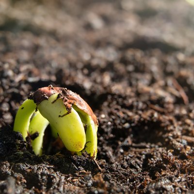 Dragon tongue bean sprout just emerging from garden soil.