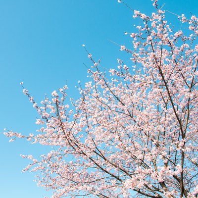 Cherry blossom tree under clear blue sky in spring