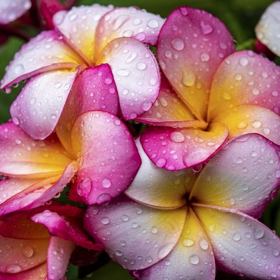 Frangipani flowers in the rain.