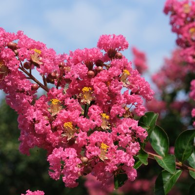 Summertime blooms of crepe myrtle trees showing there vibrant colors