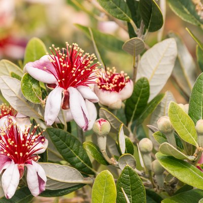feijoa flowers and buds on feijoa tree
