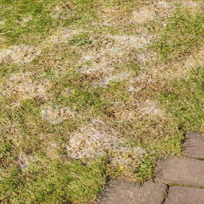 Snow mold in the grass, plant disease. Gray snow mold (also called Typhula blight).
