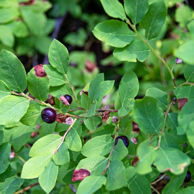 Wild huckleberries in northeastern Oregon.