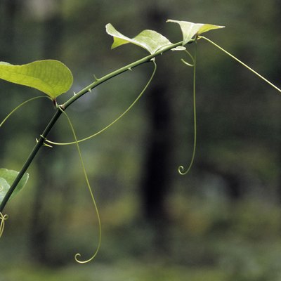 Tendril of common greenbriar, Smilax rotundifolia. These tendrils are modified stipules. They aid in climbing. Thorny, climbing vine. Michigan