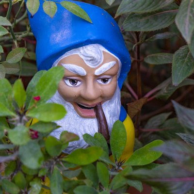 GNOME FIGURE AMONG SOME PLANTS IN A GARDEN
