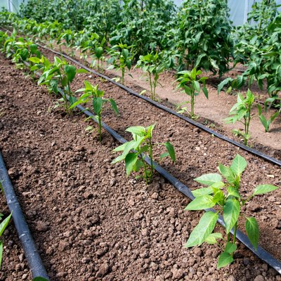 Organic tomato and pepper plants in a greenhouse and drip irrigation system - selective focus