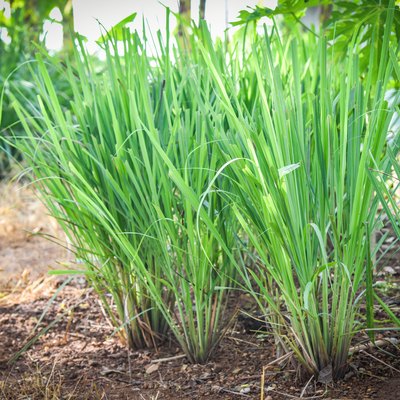 Lemon grass plant tree growing on the garden plantation for food and herb leaf