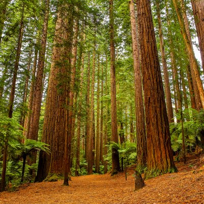 Rotorua Redwoods Forest Walk