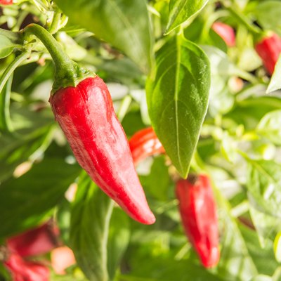 Hot chili plant with red fruits.