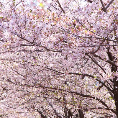 Cherry blossom tree in spring