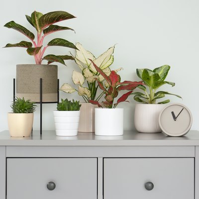 Different houseplants on chest of drawers.