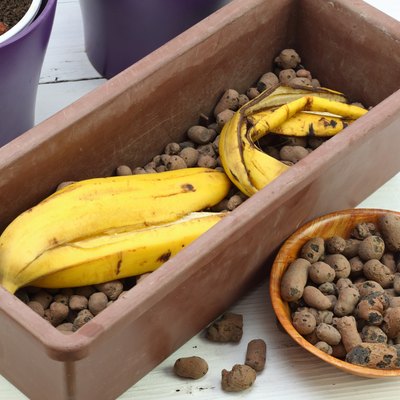 Banana peel good for plant fertilization