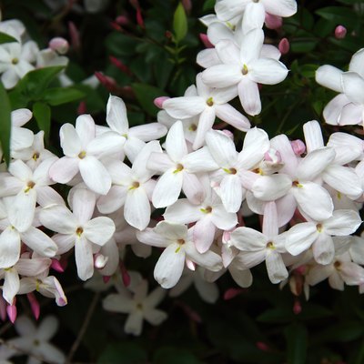 Jasmine (Jasminum officinale) in flower.