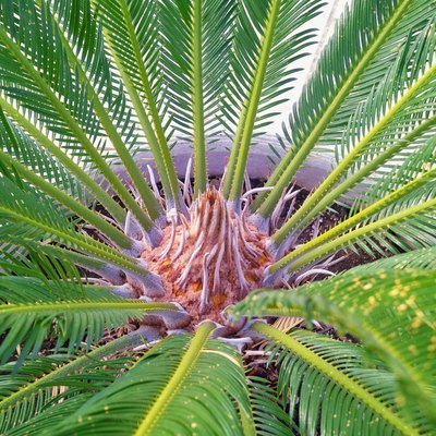 Popular decorative palm Cycas revoluta