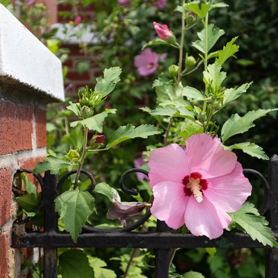 Beautiful Pink Hibiscus Flower in a Home Garden with a Fence during Summer in Astoria Queens New York