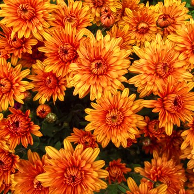 Orange chrysanthemum flowers background, natural pattern