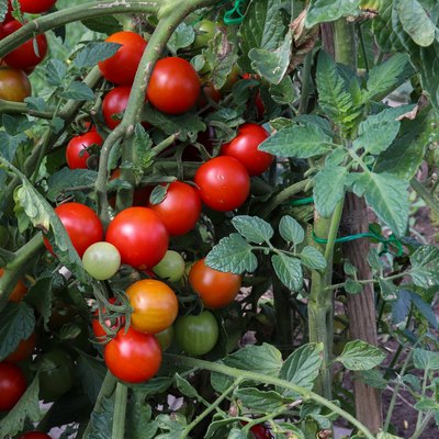 Cherry tomatoes growing on the vine