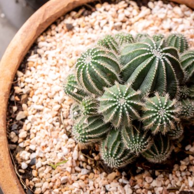 Top view small green cactus plant in pot