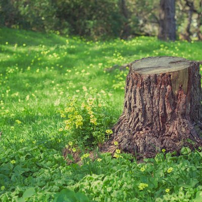 Tree Trunk Stump, in a Grassy Field With Yellow Wildflowers, in a Forest, in Golden Gate Park, San Francisco
