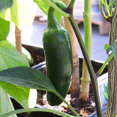 A green jalapeno pepper growing on a vine