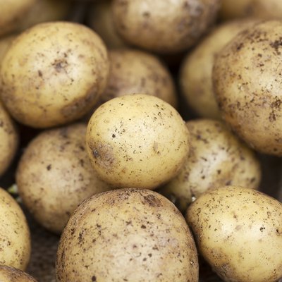 Harvested Young Fresh organic potatoes with soil