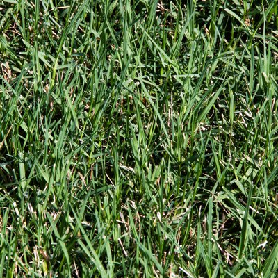 Thick Bermuda Grass Growing in a Lawn
