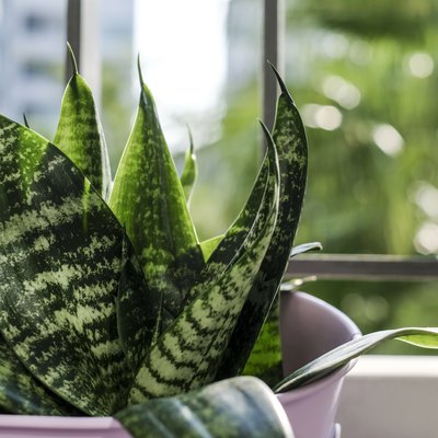 Sansevieria trifasciata or snake plant in pot on condominium terrace.