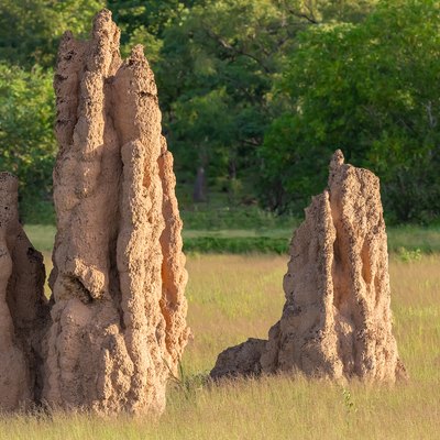 Termite mounds, Northern Territory, Australia.