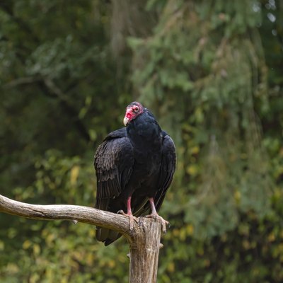 Turkey vulture perched on a dead branch.