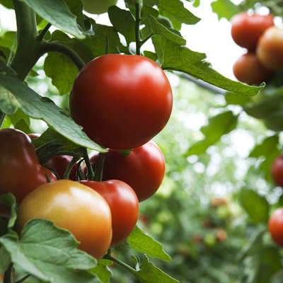 field of organic tomatoes