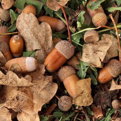 Oak acorns and leaves on the ground