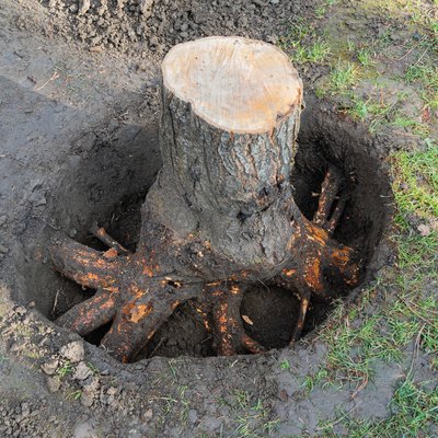Thick roots are cleared of soil for removal with chainsaw.