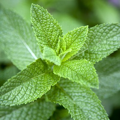 Leaves on a mint plant (Lamiaceae), close-up