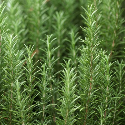 Close up of sprigs of fresh rosemary