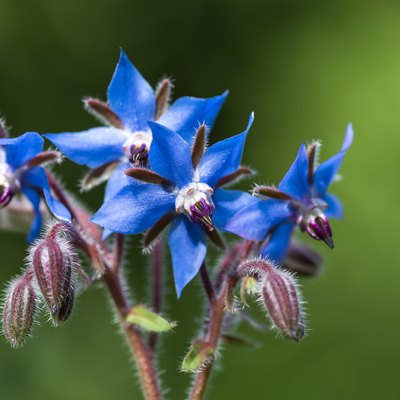 Blue borage flowers in the garden.