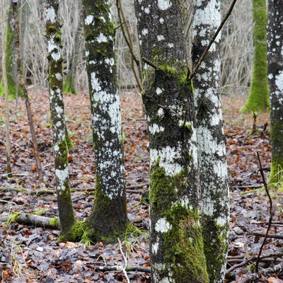 Mosses and white lichens on tree trunks during winter, in Seine et Marne, France