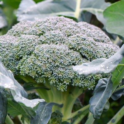 Broccoli Plant Growing In Vegetable Garden