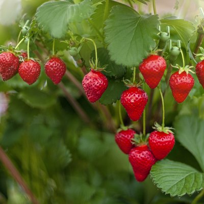 Close-up image of the vibrant red coloured Strawberries growing in the summer sunshine