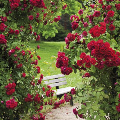 Germany, View of rose garden