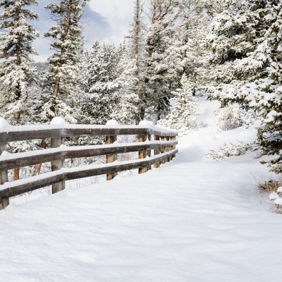 Snowy Forest Path Lined with a Fence