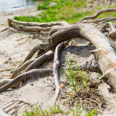Exposed tree roots coming to the lake