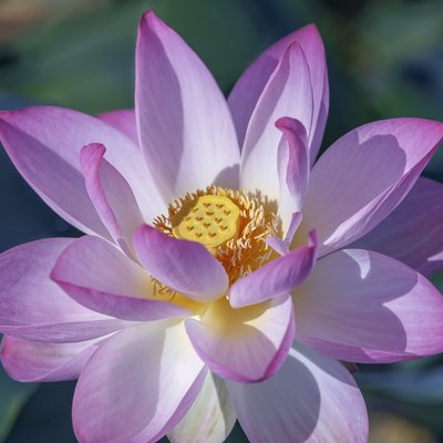 Lotus (stock photo).