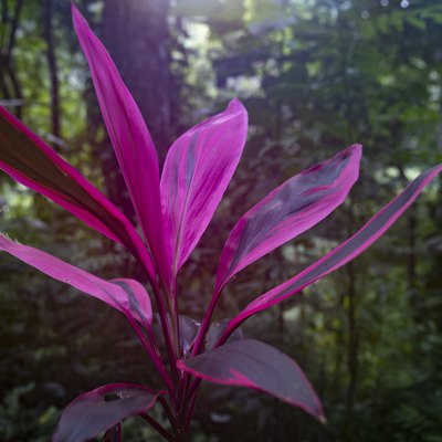 cordyline plant with red and green leaves in the jungle of Costa Rica