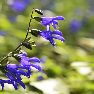 Purple flowers of salvia guaranitica bloom in early summer.