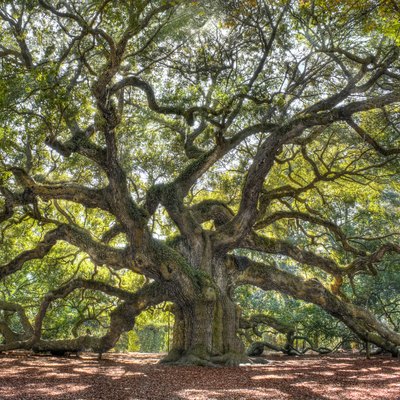 Angle Oak Tree of South Carolina
